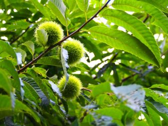 栗は果物 野菜なの 栄養はあるけど食べすぎちゃダメな理由 知恵ラボ