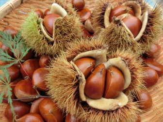 栗は果物 野菜なの 栄養はあるけど食べすぎちゃダメな理由 知恵ラボ