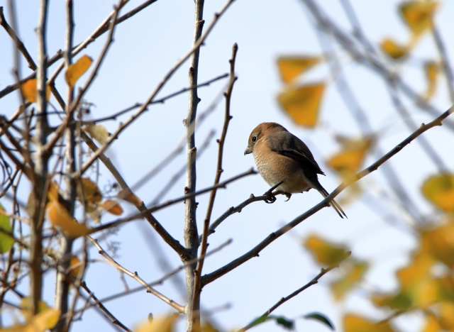 百舌鳥の由来 もずがなぜ三文字 堺市百舌鳥古墳についたグロイ由来 知恵ラボ